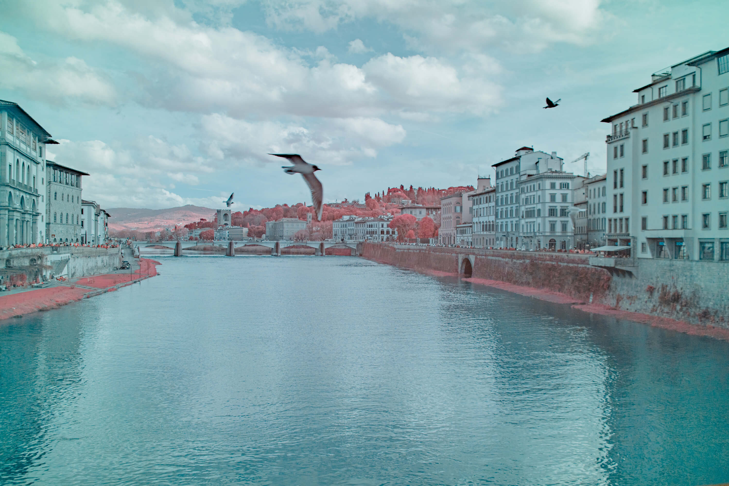 An infrared shot of the Arno River turns the scene into a duochrome cotton candy landscape. Birds fly over the river while pink flora and fauna are extra visible due to the infrared light spectrum.