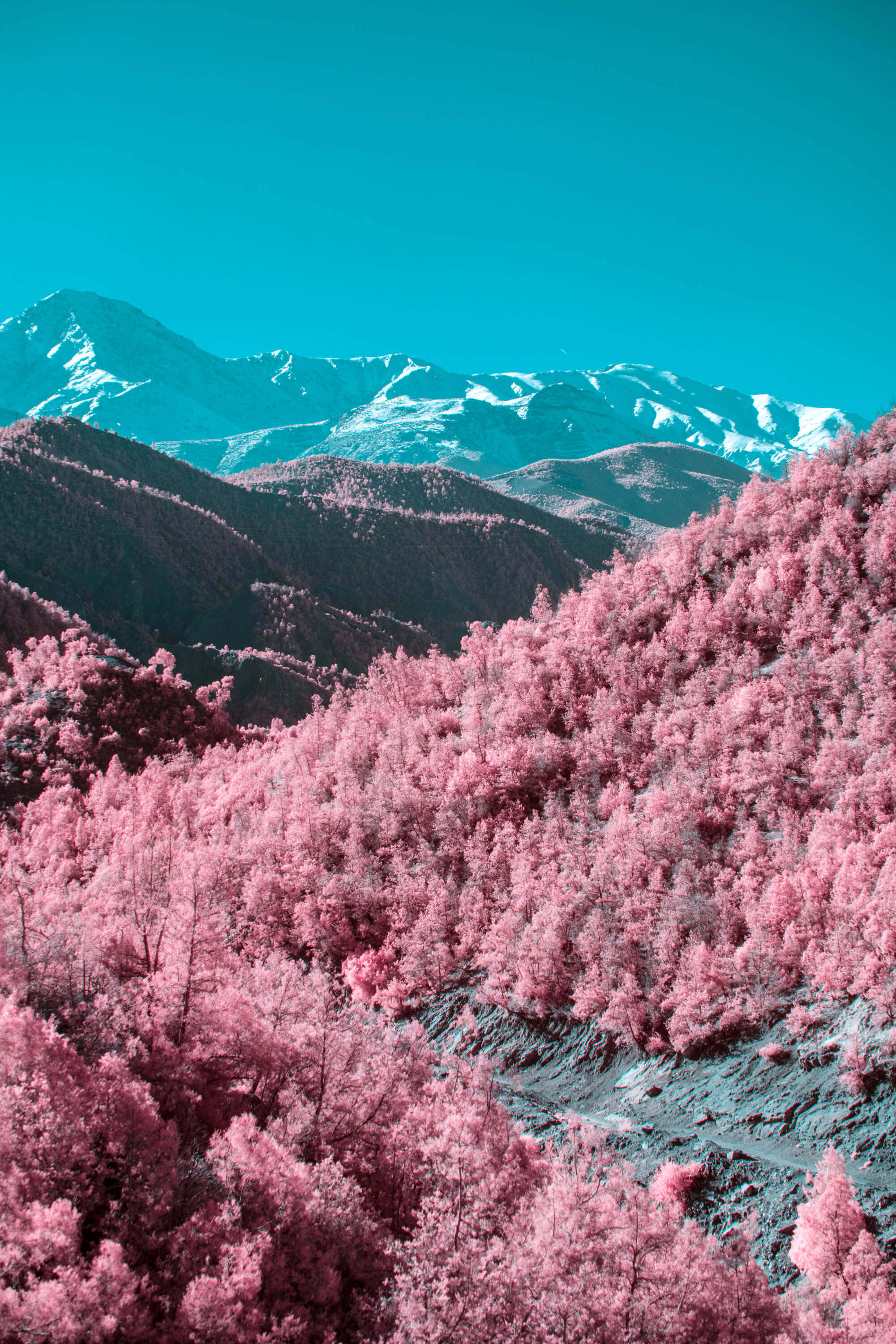 The Atlas Mountains recede in layers into the distance above Ourika Valley. Infrared turns the forested lower slopes hot pink; each successive ridge grows darker and more snowcapped, the tallest peaks almost entirely white against a deep teal sky.